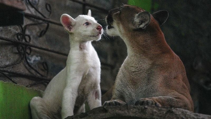 Puma en Nicaragua 