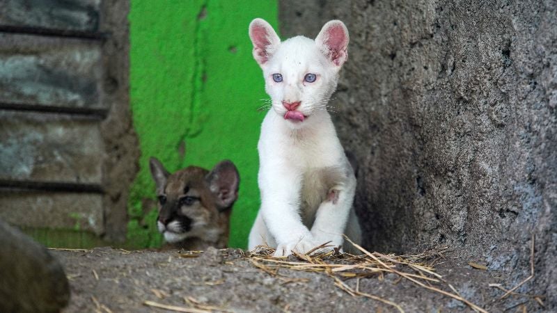 Puma albina 