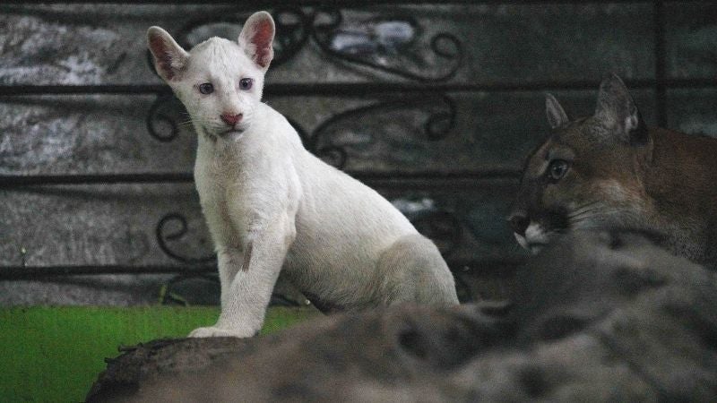 Zoológico Nicaragua puma albino