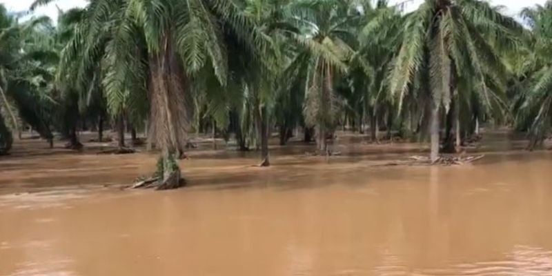 Fincas de palma africana inundadas anegadas en Choloma