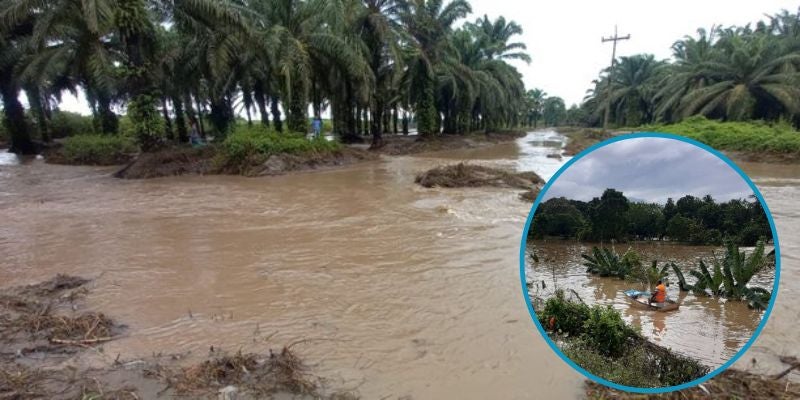 Fincas de palma africana inundadas anegadas en Choloma