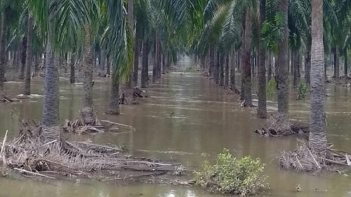 Incontables pérdidas en plantaciones de palma africana inundadas en Yoro