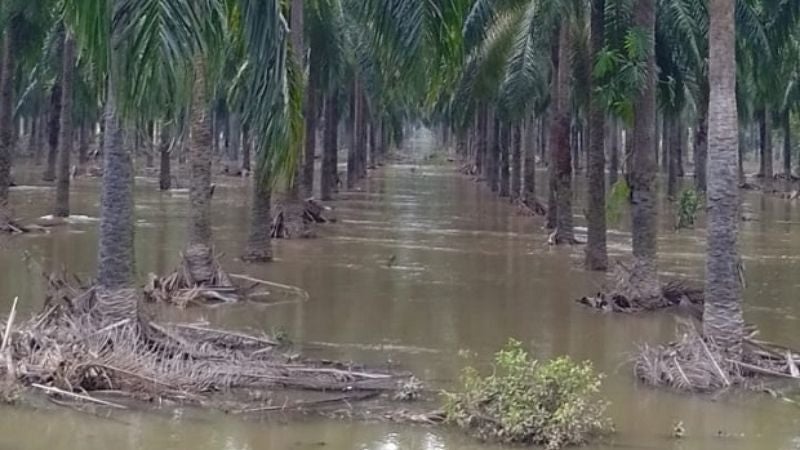 Incontables pérdidas en plantaciones de palma africana inundadas en Yoro