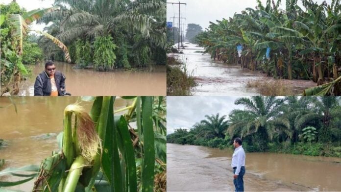 Pérdidas sector agroalimentario Honduras