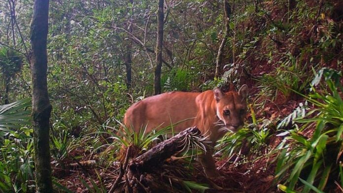 Cámara trampa capta por primera vez un Puma en la montaña La Botija