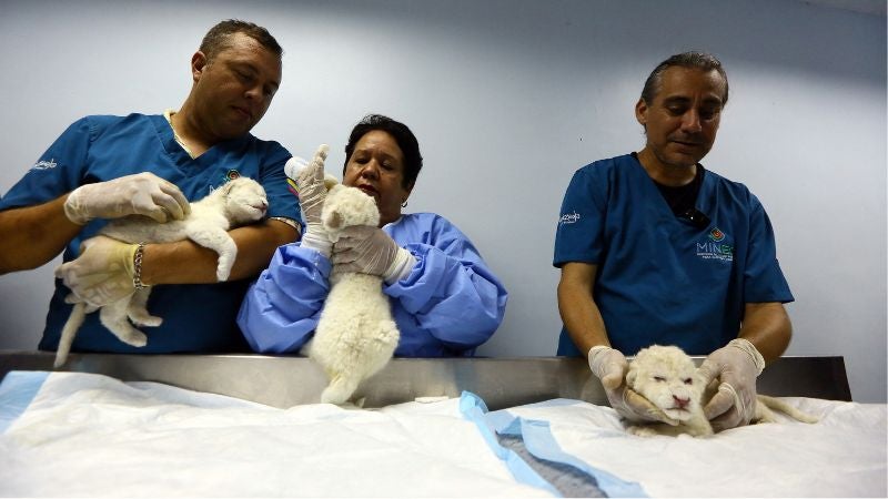 Nacen tres cachorros de una rara especie de leones blancos en Venezuela.