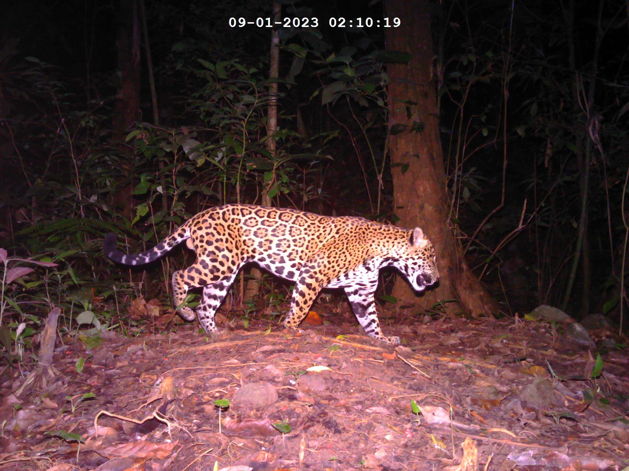 Una nueva población de jaguares es descubierta en Honduras (1)