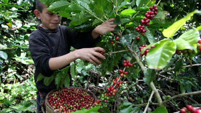exportaciones de café cosecha 