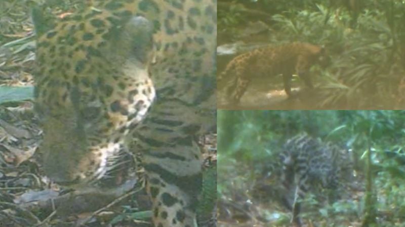 Captan jaguares río Plátano