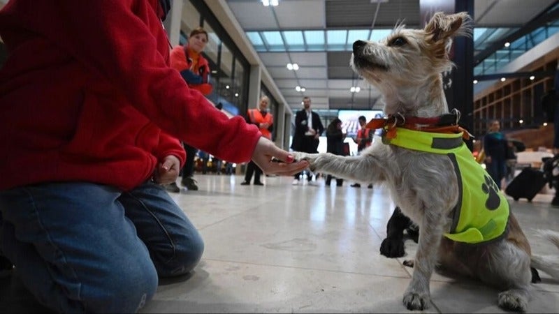 Patrulla canina calma a los viajeros aeropuerto de Berlín.