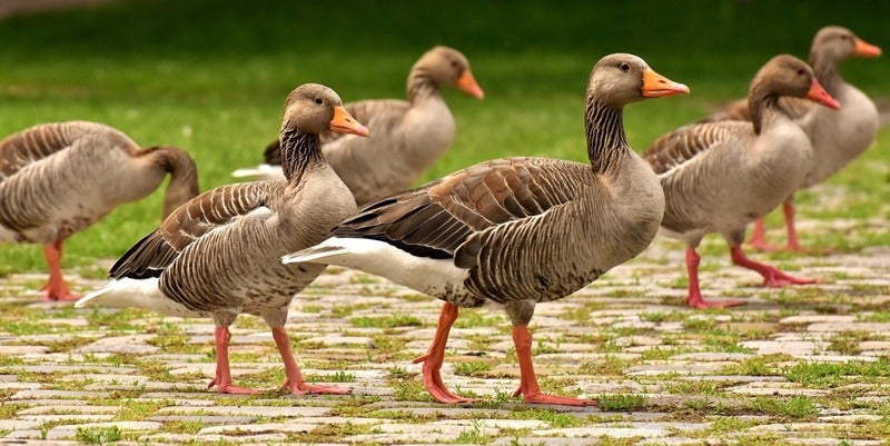 7 mil gansos en Hungría gripe aviar
