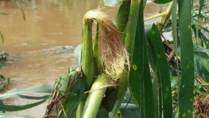 grandes plantaciones de maíz lluvias Bajo Aguán