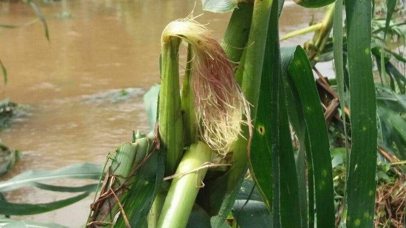 grandes plantaciones de maíz lluvias Bajo Aguán