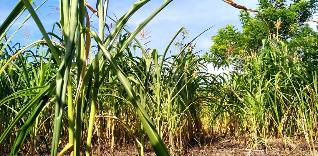 grandes plantaciones de maíz lluvias Bajo Aguán