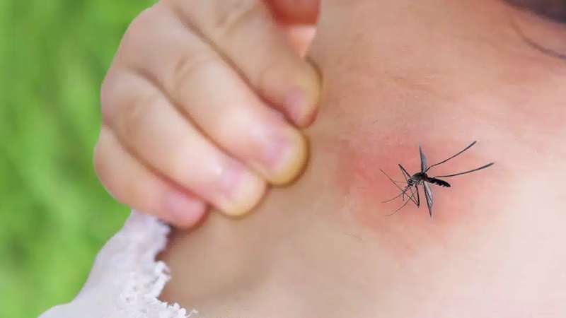 Niños ingresados por dengue