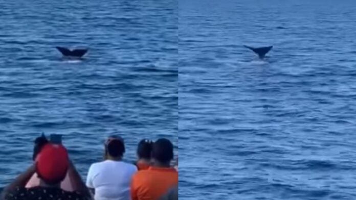 Ballena en Honduras