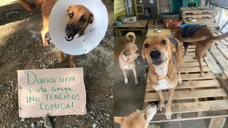 Refugio de animales en Puerto Cortés