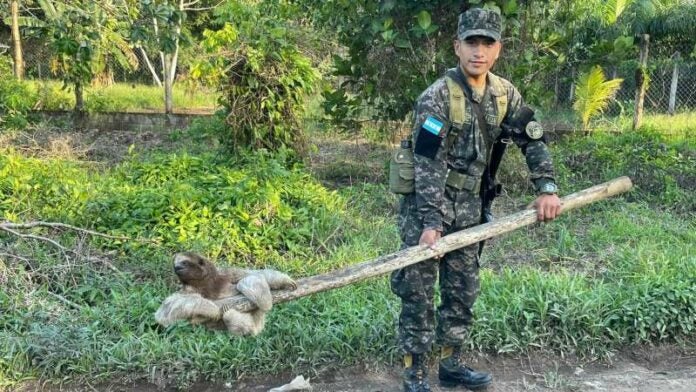 Oso perezoso en Gracias a Dios