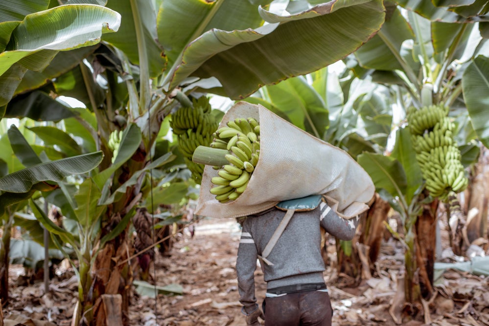 productores de banano