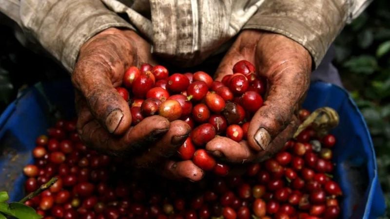 Hasta enero de 2025 tienen productores de café para cumplir normativa europea