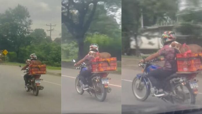 Viralizan a perrito motociclista con su amo en Cortes