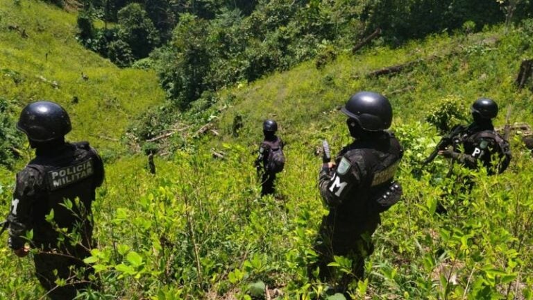 Aseguran plantación de 136 mil plantas de coca en El Paraíso