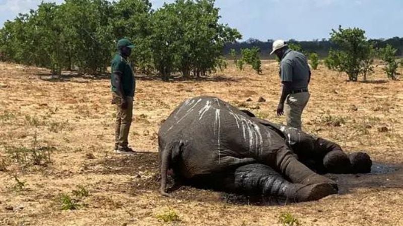 Al menos 100 elefantes han muertos por la fuerte sequía en Zimbabue