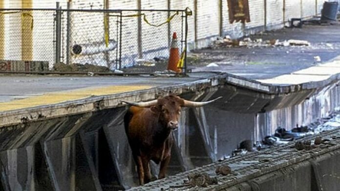 Un toro paraliza temporalmente el tráfico ferroviario hacia Nueva York