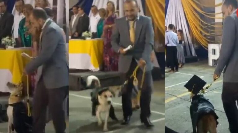 Perrita enternece las redes por “graduarse” del colegio