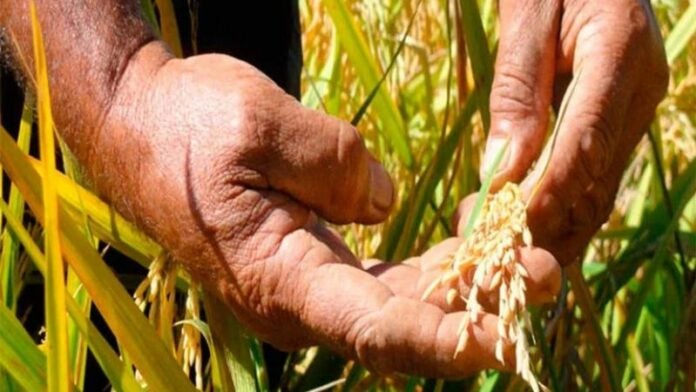 Producción arroz