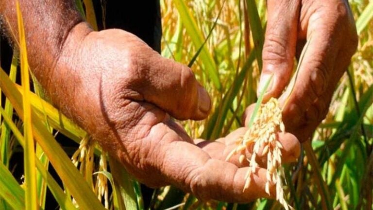 Producción arroz