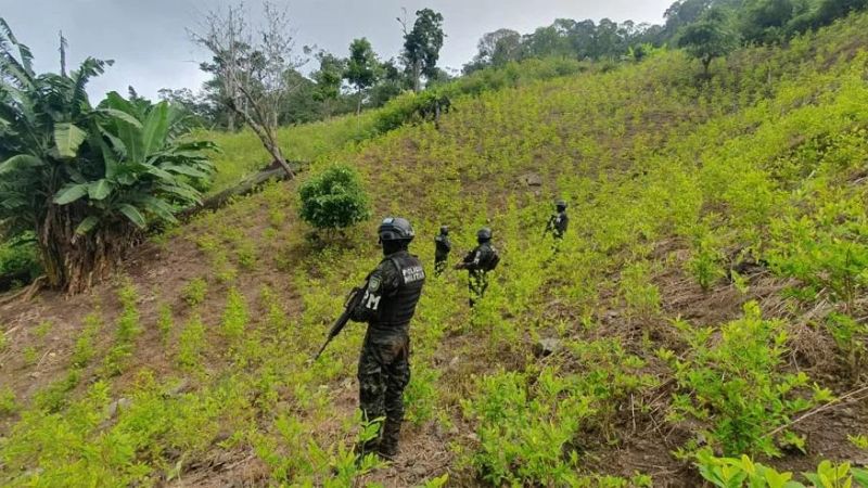 Aseguran una plantación de 80 mil arbustos de hoja de coca en Yoro