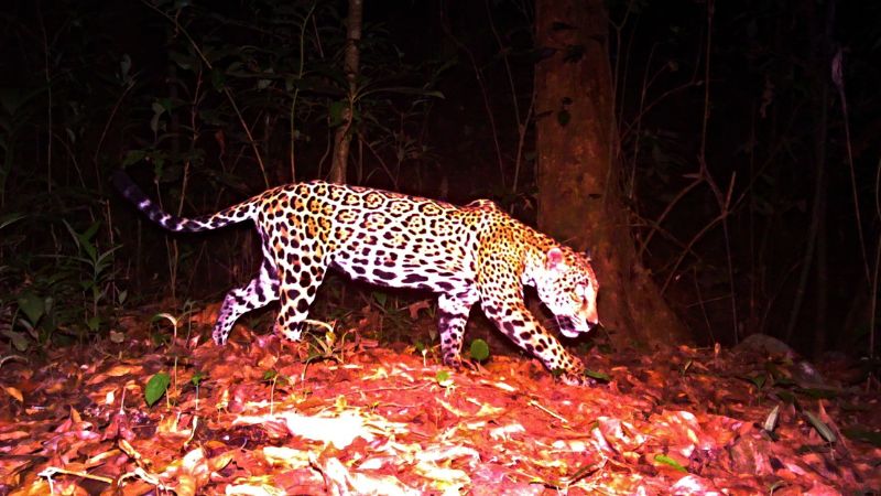 ICF descubre nueva población de jaguares en Honduras