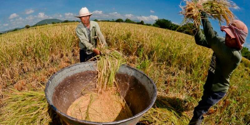Producción de arroz bajará en unos 200 mil quintales al cierre de 2023