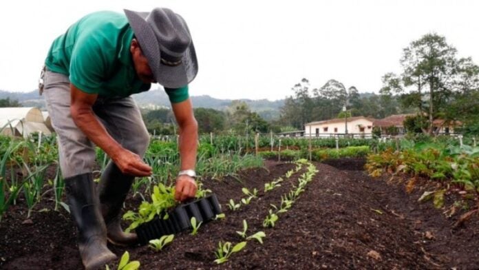 PLANTA DE ABONO