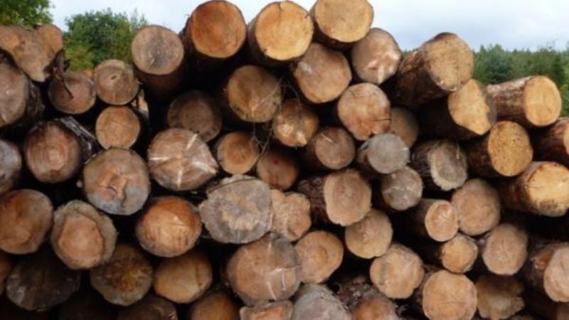 Decomisan madera ilegal La Ceiba
