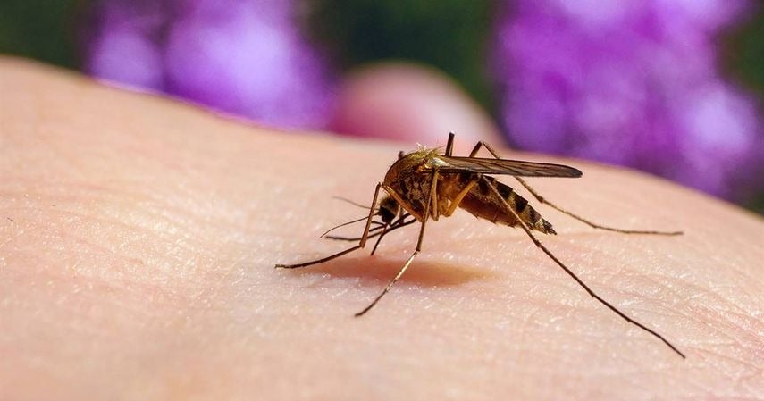 Guatemala registra casi 100 muertos dengue