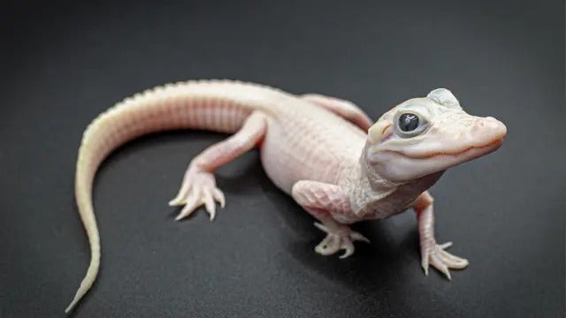 Florida caimán piel rosa ojos azules