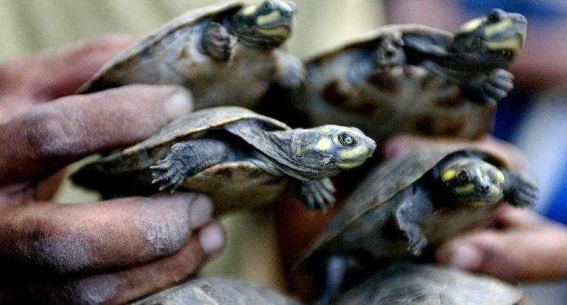 decomisan 4 mil tortugas de la Amazonía