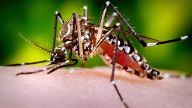 OMS riesgo expansión global dengue