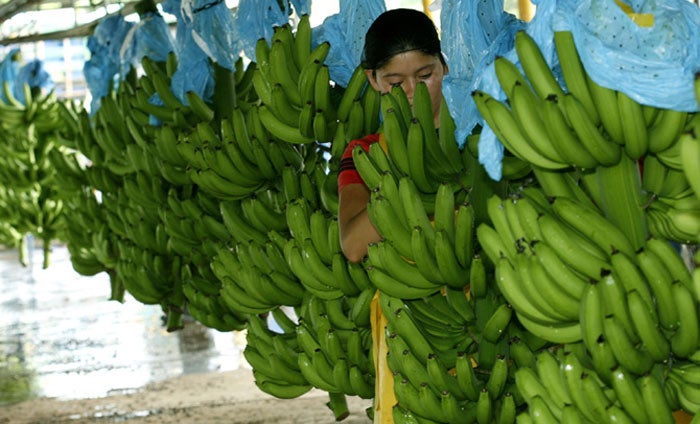 familias producción de bananos