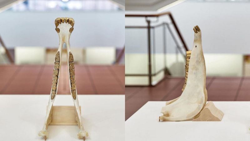 obras de hondureño en museo de Alemania