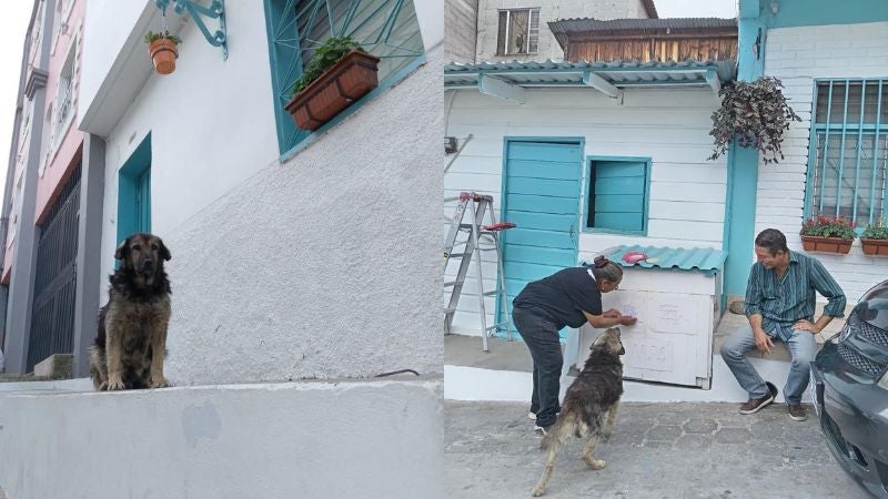 perrito sin hogar recibe una casa