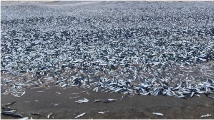 Peces muertos en costa de Japón