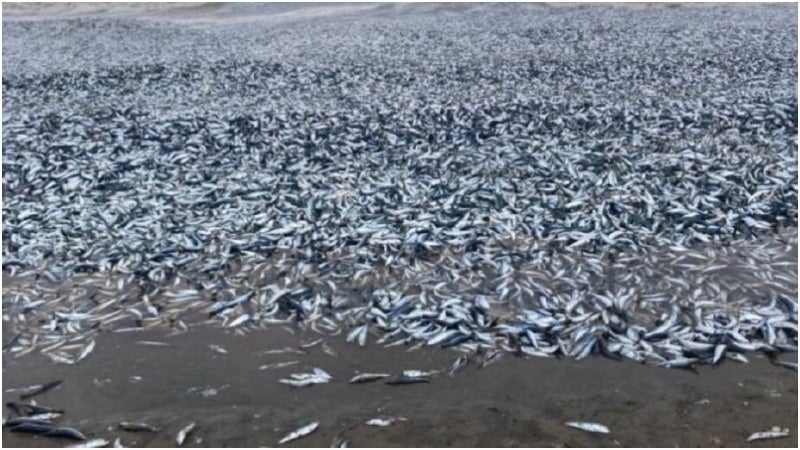 Peces muertos en costa de Japón