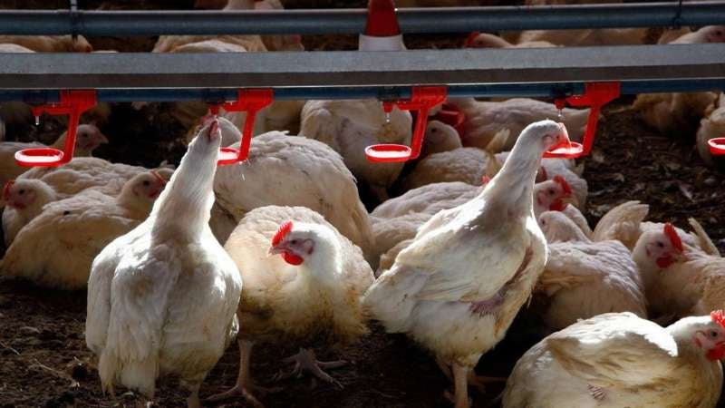 Reportan brotes gripe aviar patógena