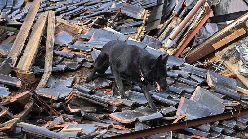 Elsa, una perra socorrista, busca sobrevivientes el tras sismo en Japón