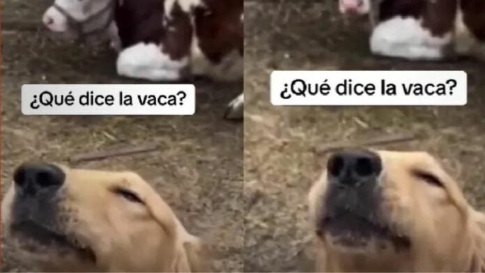 Perrito vive entre vacas y sorprende al saber mugir