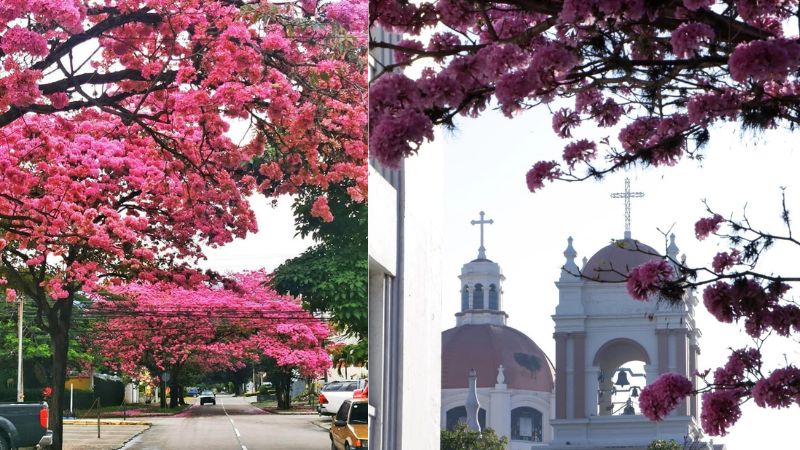 Árboles de Macuelizo embellecen las calles y avenidas de San Pedro Sula