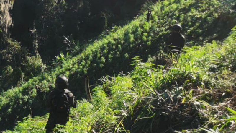 Aseguran tres plantaciones de marihuana en Vado Ancho, Tocoa, Colón